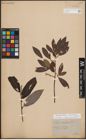 Foto von Salix discolor Muhl. x Salix humilis Marshall